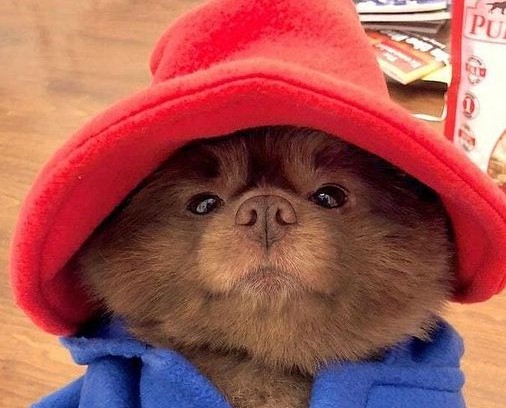 Dog Goes Viral for Looking Like Paddington bear