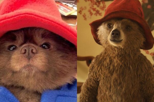 Dog Goes Viral for Looking Like Paddington bear