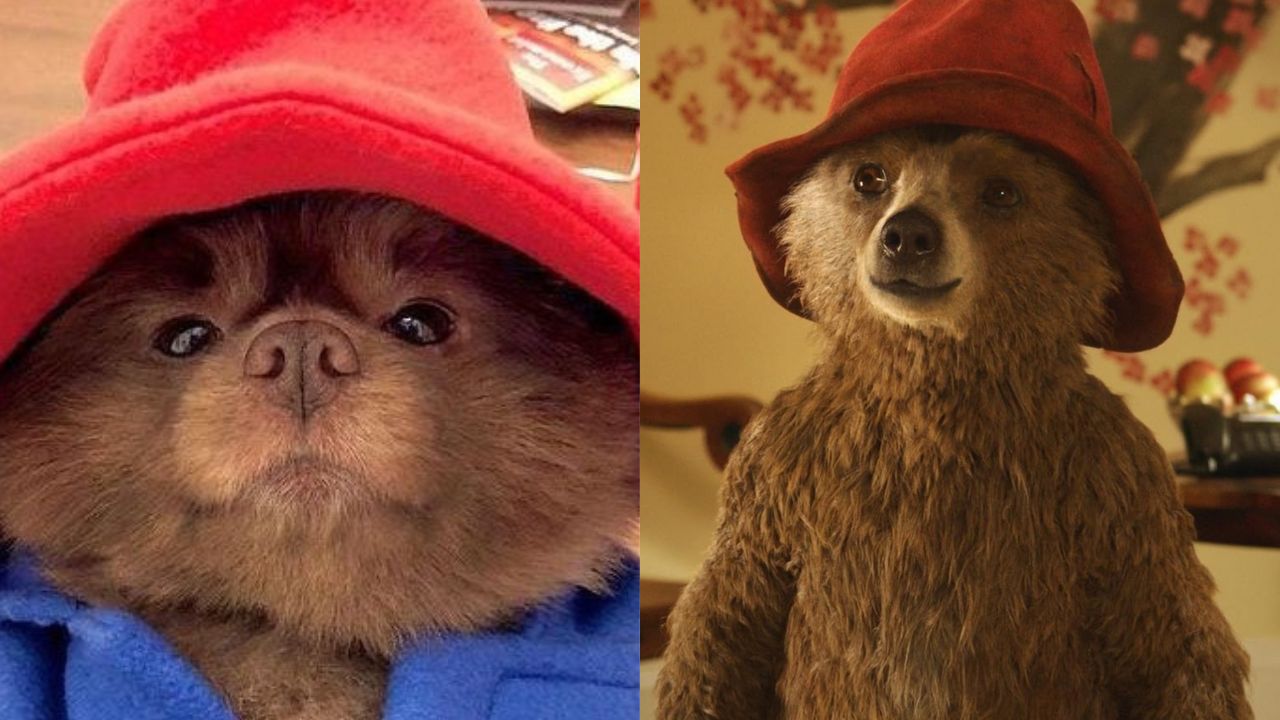 Dog Goes Viral for Looking Like Paddington bear