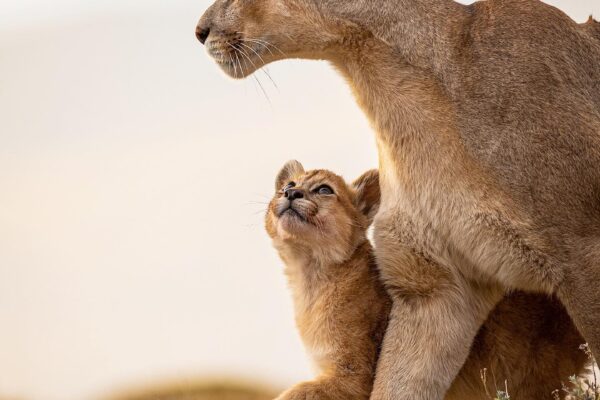 Wholesome Photo of Puma Cub