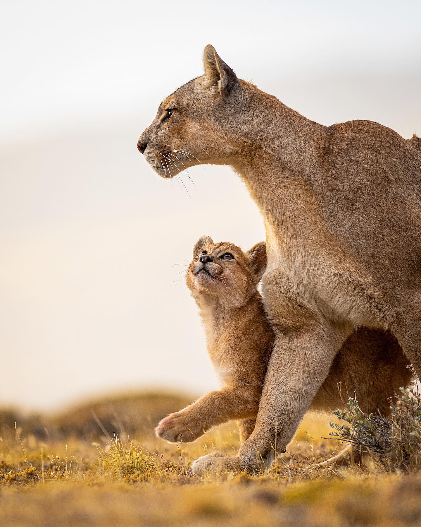 Wholesome Photo of Puma Cub