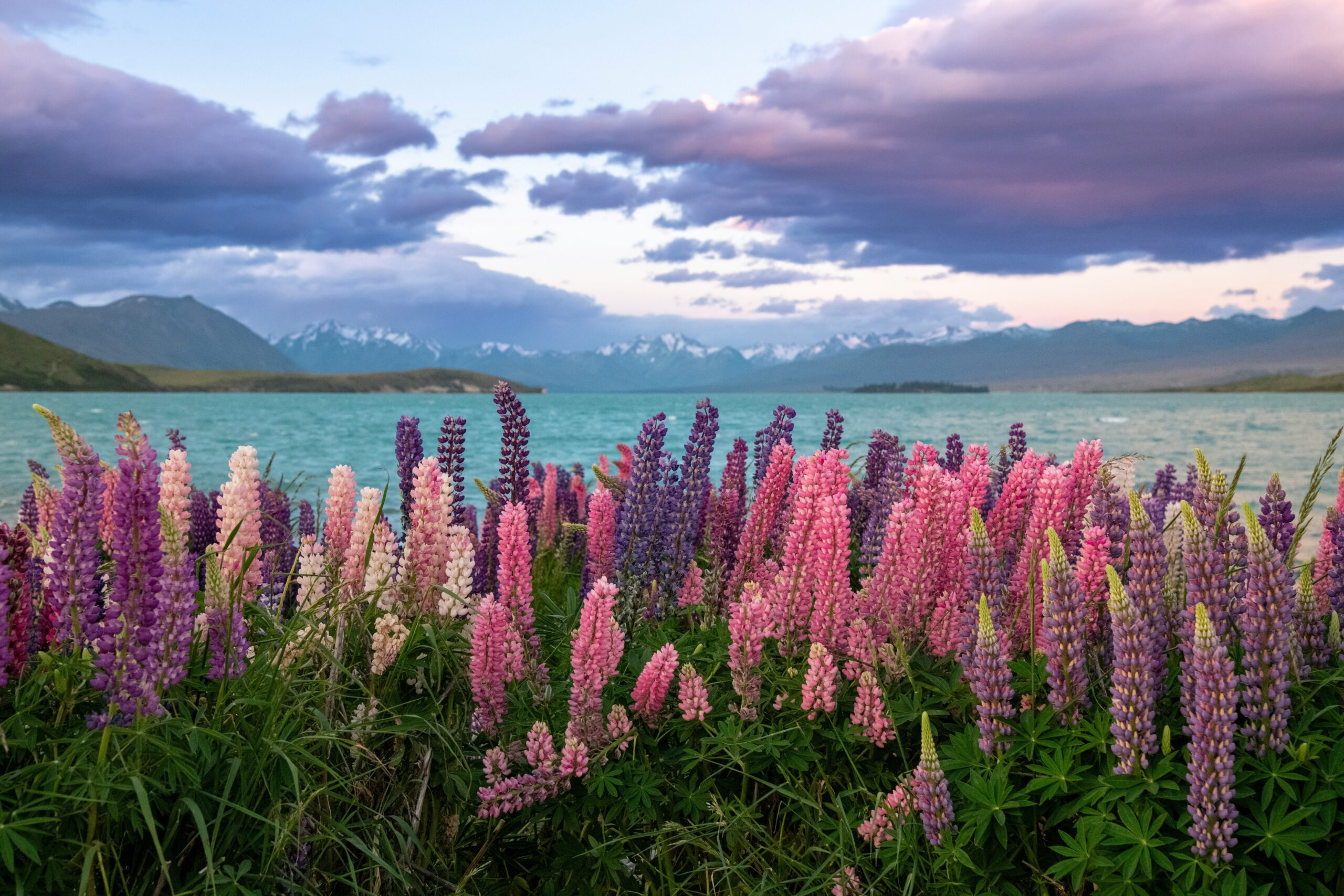 Flower Field Wallpaper