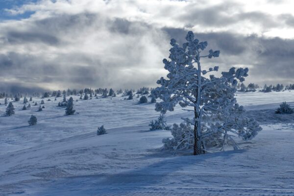 Snow Tree Wallpaper